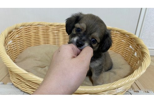 成約済の兵庫県のチワックス:チワワ×ミニチュアダックスフンド-242901の8枚目